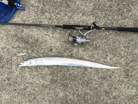 太刀魚いい感じ